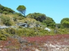 Rottnest Island