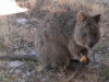 Quokka on Rottnest Island
